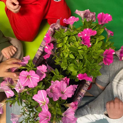 La Primavera